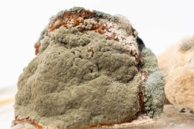 Beyaz arka planda yemek makrosu kalıbı. Küf tehlikesi, bayat ürünler.