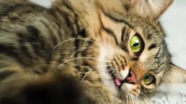 Aggressive Domestic Cat Hisses Beats Its Paws Animal Face Close — Stock Video