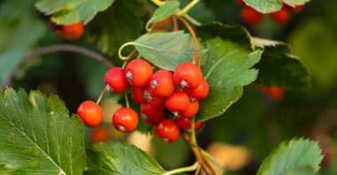 Yakından İskandinav yaban mersini.
