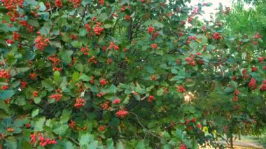 Batan güneşin ışınları Akşamları kürek ağacının yaprakları arasında parlar.