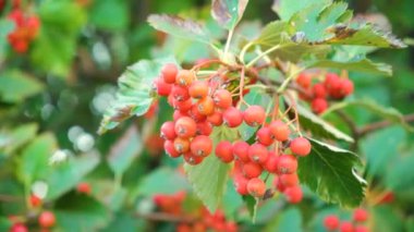 Yakından İskandinav yaban mersini.