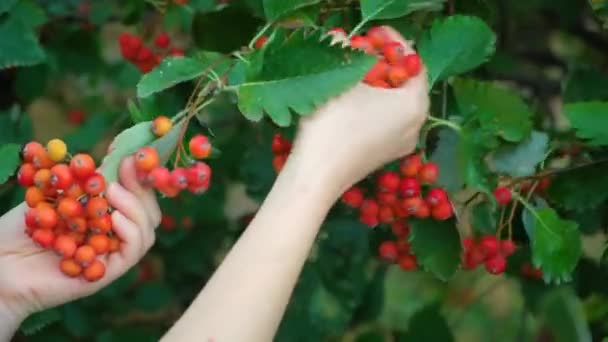 秋の木からスカンジナビアのローワンの熟した果実を選ぶ女性 — ストック動画
