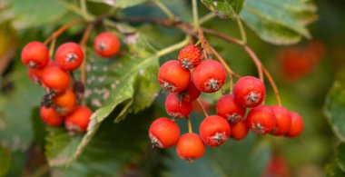 Yakından İskandinav yaban mersini.