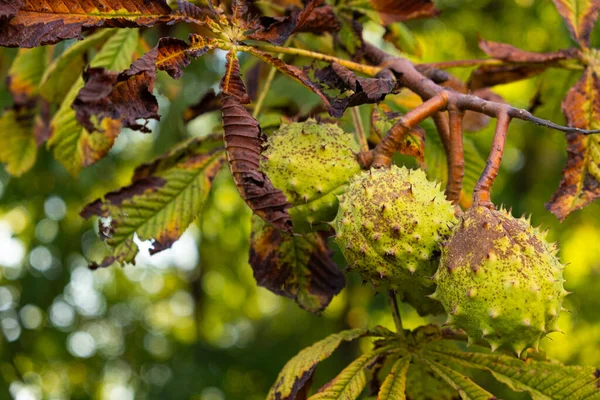Chestnuts on a horse chestnut tree close-up. Black spots on dry leaves