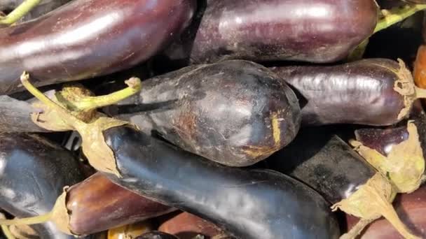 Süpermarkette Eski Tozlu Kötü Patlıcanlar Var — Stok video