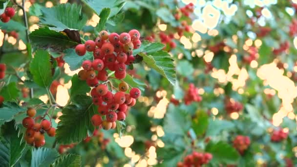 Fructe Padure Scandinave Copac Aproape — Videoclip de stoc