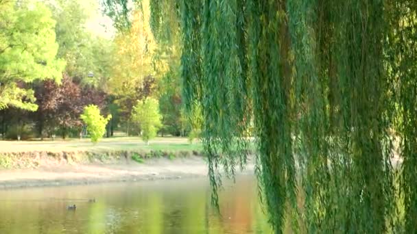 在公园池塘边的柳树下 鸽子飞来飞去 鸭子游来游去 — 图库视频影像