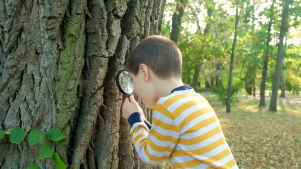 Mały Chłopiec Bada Korę Drzewa Patrząc Nią Przez Szkło Powiększające — Wideo stockowe