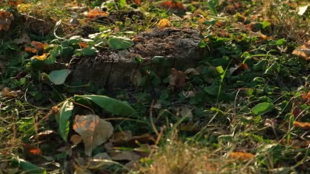 Primeiras Folhas Caídas Floresta Início Outono — Vídeo de Stock