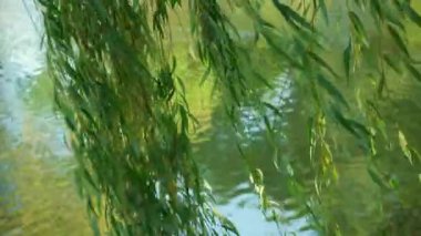 Sonbaharın başlarında rüzgarın altında gölün arka planında söğüt dalları sallanıyor.