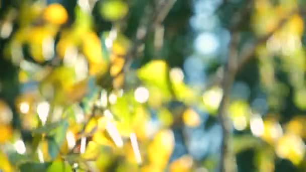 Blurred Cabang Dan Daun Dari Pohon Musim Gugur Dalam Angin — Stok Video