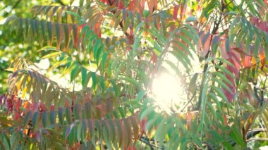 Sonbaharda batan güneş sirke ağacı Sumac staghorn, Rhus typhina 'nın dallarında ışıldar.
