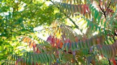 Sonbaharda batan güneş sirke ağacı Sumac staghorn, Rhus typhina 'nın dallarında ışıldar.