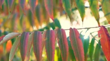 Sonbaharda batan güneş sirke ağacı Sumac staghorn, Rhus typhina 'nın dallarında ışıldar.