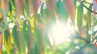 Sonbaharda batan güneş sirke ağacı Sumac staghorn, Rhus typhina 'nın dallarında ışıldar.