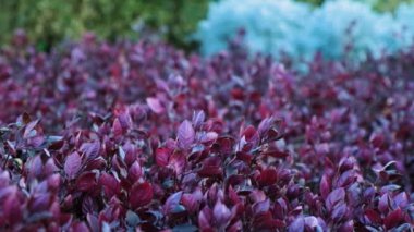 Alternanthera bitkisi, Amaranth ailesi. Parlak mor yapraklı sıra dışı bir bitki.