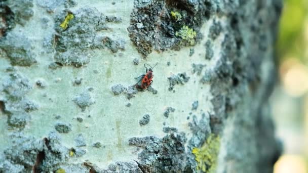Έντομο Κόκκινο Στρατιώτη Pyrrhocoris Apterus Μια Μακροεντολή Σημύδας — Αρχείο Βίντεο