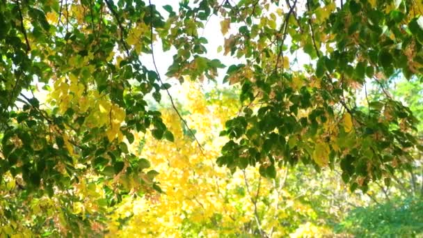 Jesienią Liście Lipy Kształcie Serca Piękne Drzewa Liściaste — Wideo stockowe