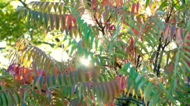 Sonbaharda batan güneş sirke ağacı Sumac staghorn, Rhus typhina 'nın dallarında ışıldar.