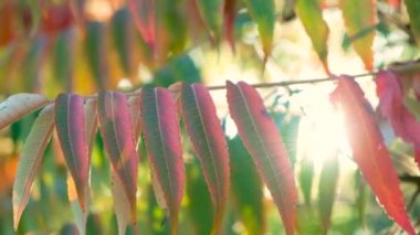 Sonbaharda batan güneş sirke ağacı Sumac staghorn, Rhus typhina 'nın dallarında ışıldar.