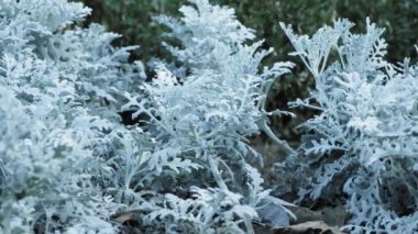 Cineraria maritima jacobaea - Aister ailesinin gümüşi beyaz bitkisi.