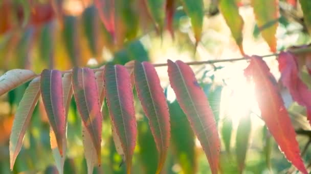 Sol Outono Brilha Através Dos Ramos Árvore Vinagre Sumac Staghorn — Vídeo de Stock