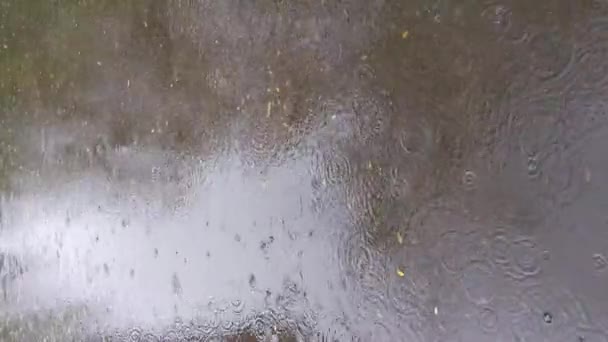 Podzimní Déšť Velká Louže Padajícími Žlutými Listy — Stock video