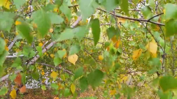 Sonbaharda Huş Ağaçlarının Yaprakları Rüzgarda Savruluyor Sonbaharın Renkleri — Stok video