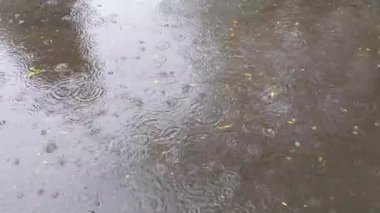 Sonbahar yağmuru, sarı yapraklı büyük bir su birikintisi.