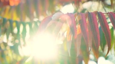 Sonbaharda batan güneş sirke ağacı Sumac staghorn, Rhus typhina 'nın dallarında ışıldar.
