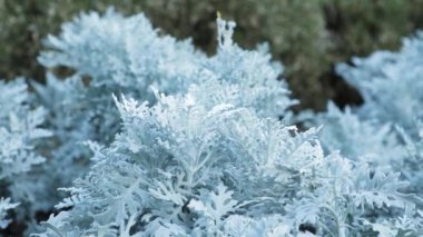 Cineraria maritima jacobaea - Aister ailesinin gümüşi beyaz bitkisi.