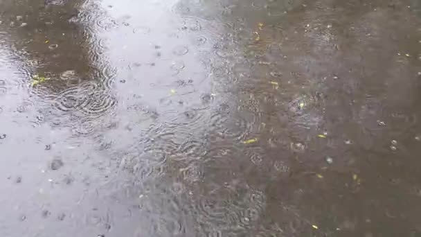 Осенний Дождь Большая Лужа Опавшими Жёлтыми Листьями — стоковое видео