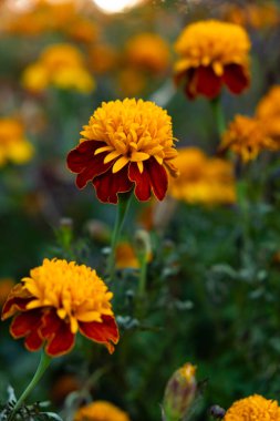 Kadife çiçekleri Asteraceae familyasından turuncu ve sarı sonbahar çiçekleridir.