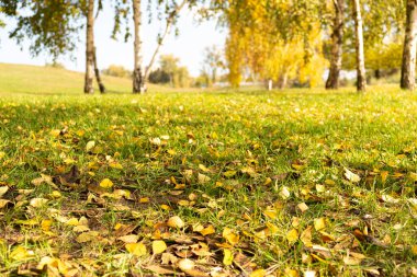 Düşen sarı huş ağacı yaprakları ılık sonbaharda çimlerin üzerinde