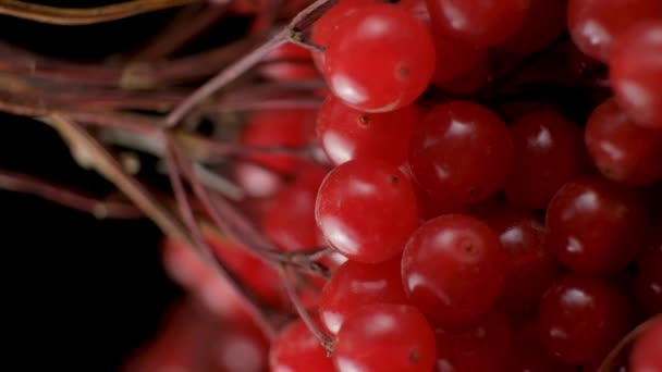 Bunches Red Ripe Viburnum Berries Motion — Stok Video