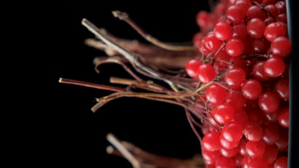 红色成熟的维伯纳姆浆果在流动 — 图库视频影像