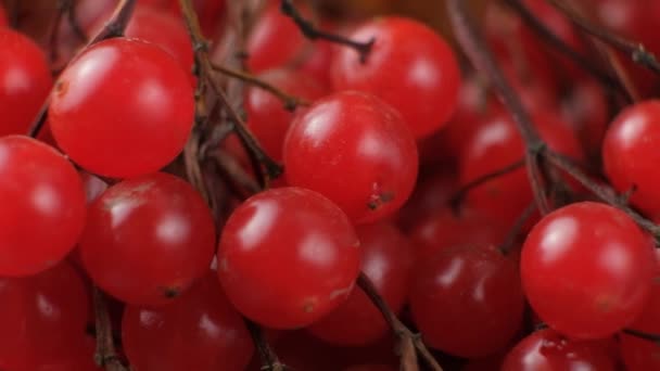 Bunches Red Ripe Viburnum Berries Motion — Stock Video