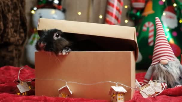 Vtipný Vánoční Zajíček Schovaný Lepenkové Krabici Vyskakující — Stock video