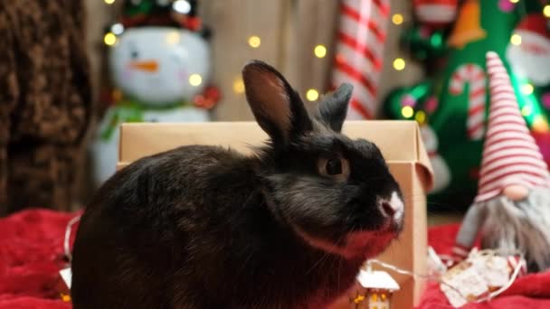 圣诞前夕礼物中有趣的圣诞兔子 — 图库视频影像