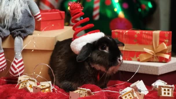 Divertido Conejito Navidad Entre Los Regalos Nochebuena — Vídeos de Stock