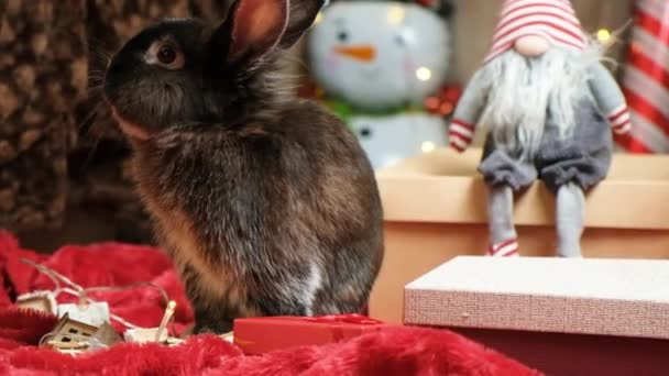 Noel Arifesi Hediyelerinin Arasında Komik Bir Noel Tavşanı — Stok video