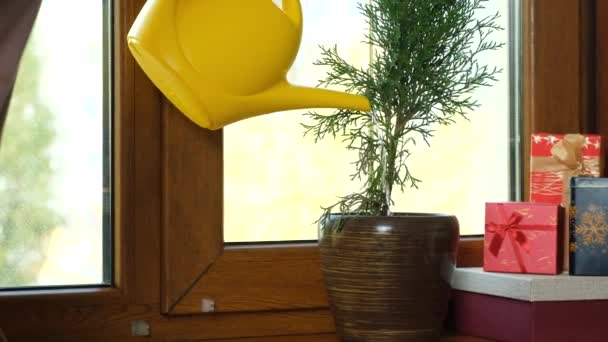 窓の上で自家製のクリスマスツリーを栽培し 水やり — ストック動画