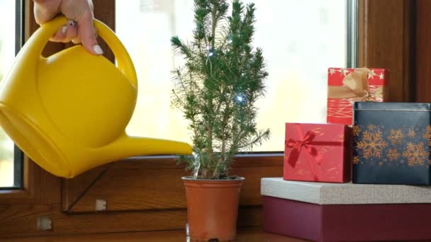 Growing Watering Homemade Christmas Tree Windowsill — Stock Video