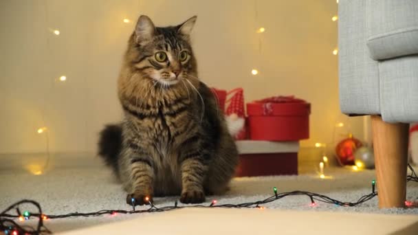 Krásné Vánoční Kočka Loví Půvabně Rozhlíží — Stock video