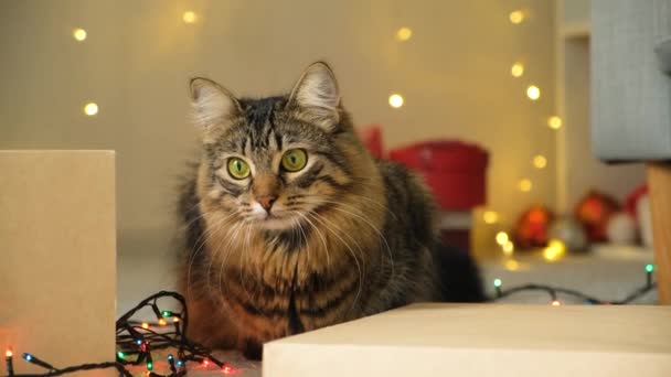 Piękne Boże Narodzenie Kot Polowanie Wdziękiem Rozglądając Się Dookoła — Wideo stockowe