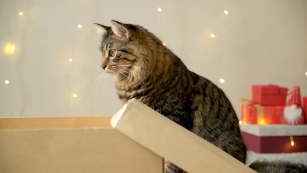 国内の美しいふわふわの猫はクリスマスに自宅でジャンプ — ストック動画