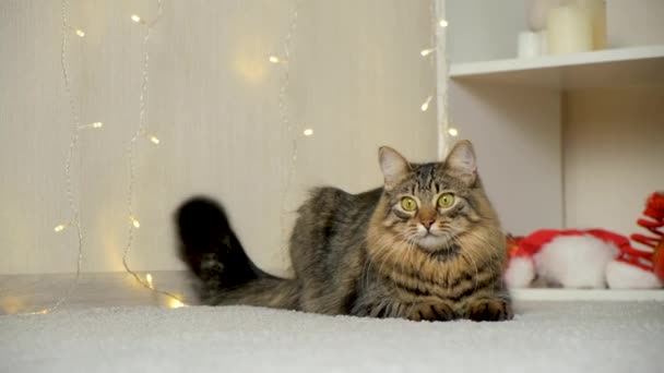 아름다운 고양이는 크리스마스에 앞으로 — 비디오