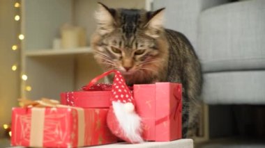 Güzel ev kedisi evde Noel hediyeleriyle oynuyor.