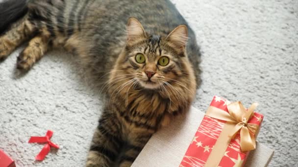 Hermoso Gato Doméstico Jugando Con Regalos Navidad Casa — Vídeos de Stock