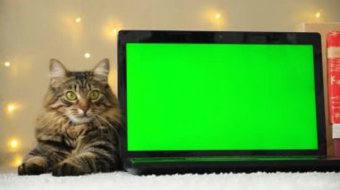 Laptop ve Evcil Kedi 'nin Noel Yeşil Ekranı